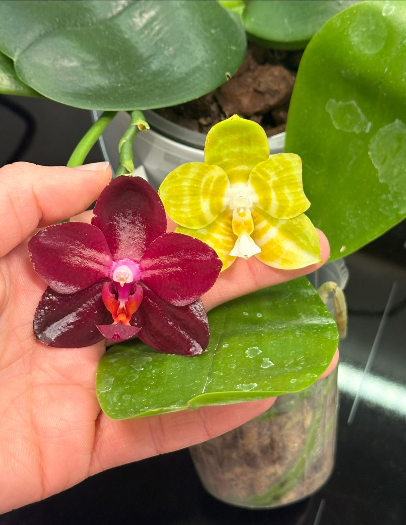 Phalaenopsis Mituo Reflex King #靜靜養蘭 #種植樂趣多愈種就愈多