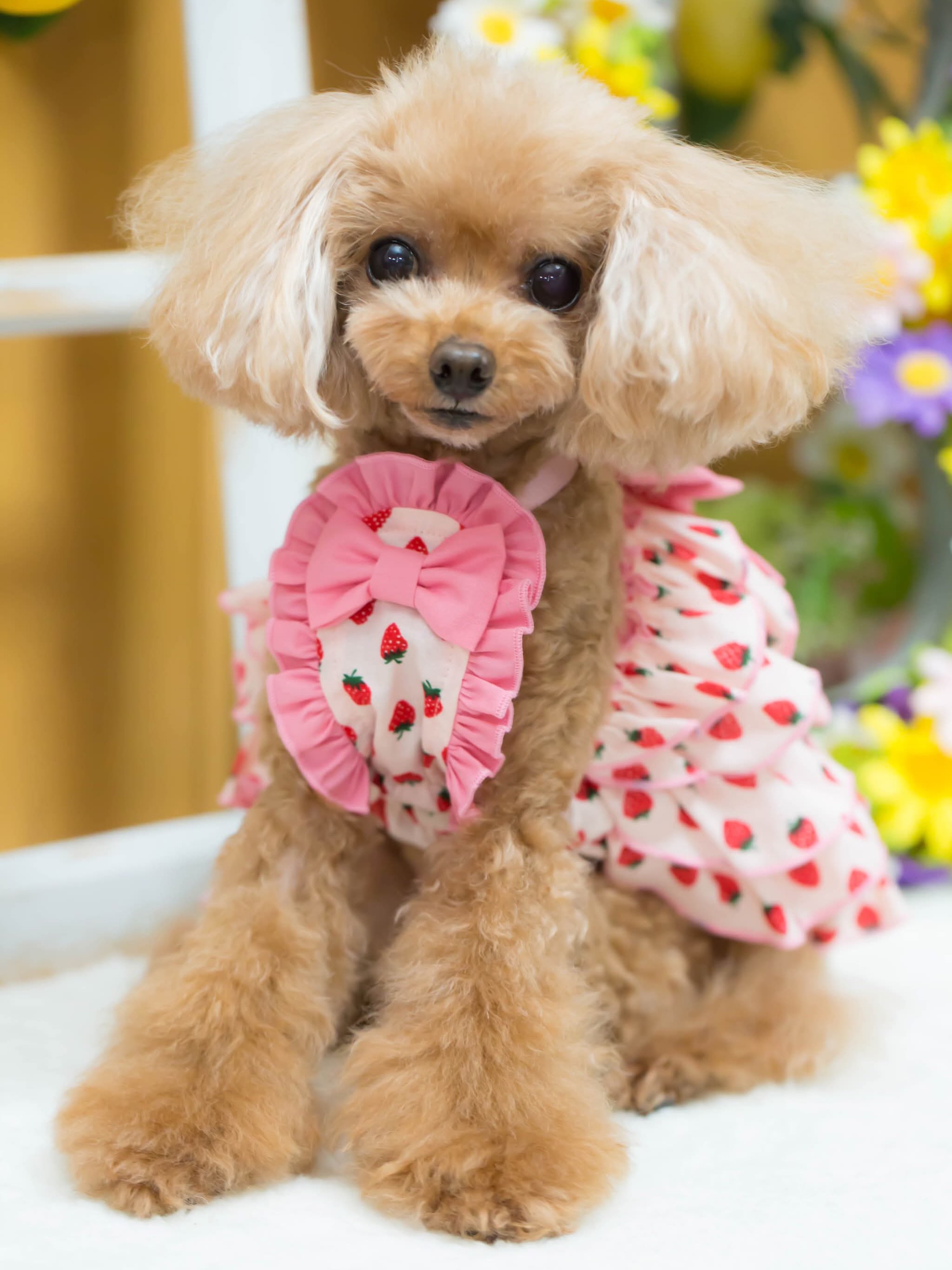 Dog Boutique BUL BU-BU (@bulbubu) • Facebook