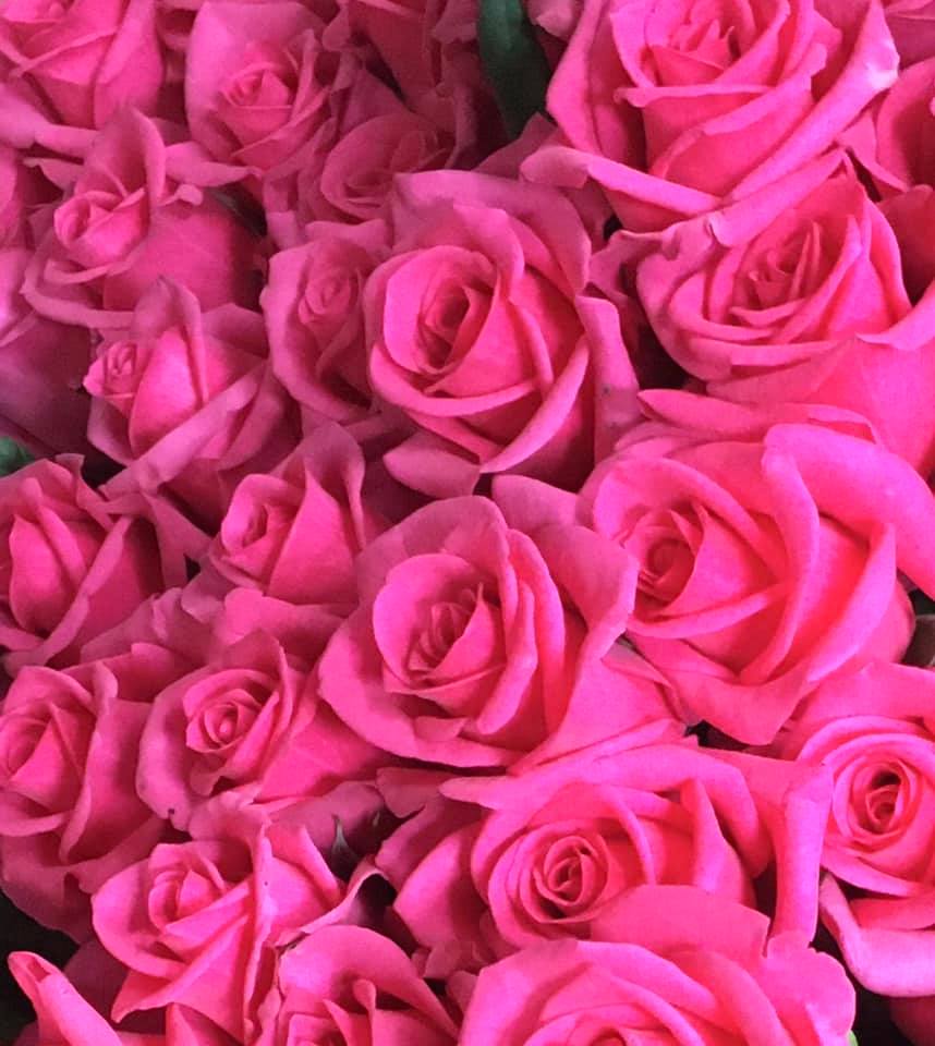 Hilliar Roses | North Boambee Valley NSW