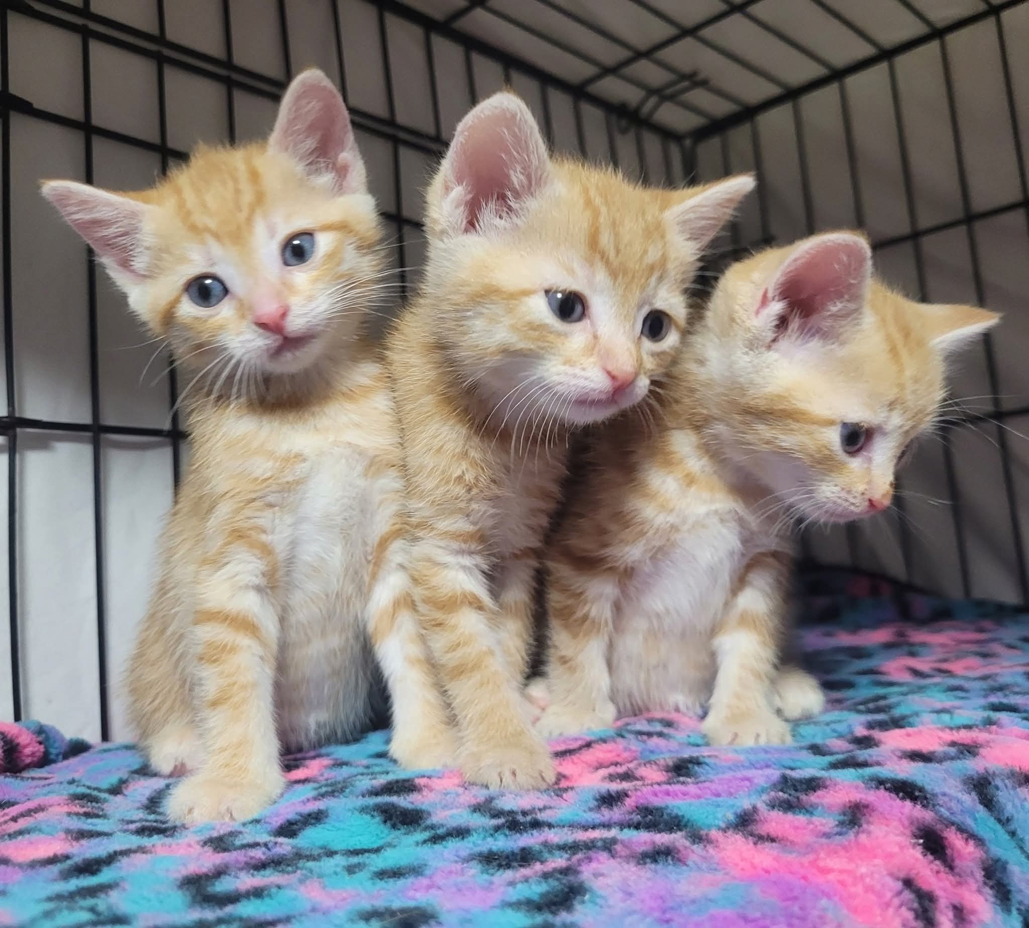Bush - 3 little ginger girls 2 possibly 3 are seeking adoption | Facebook