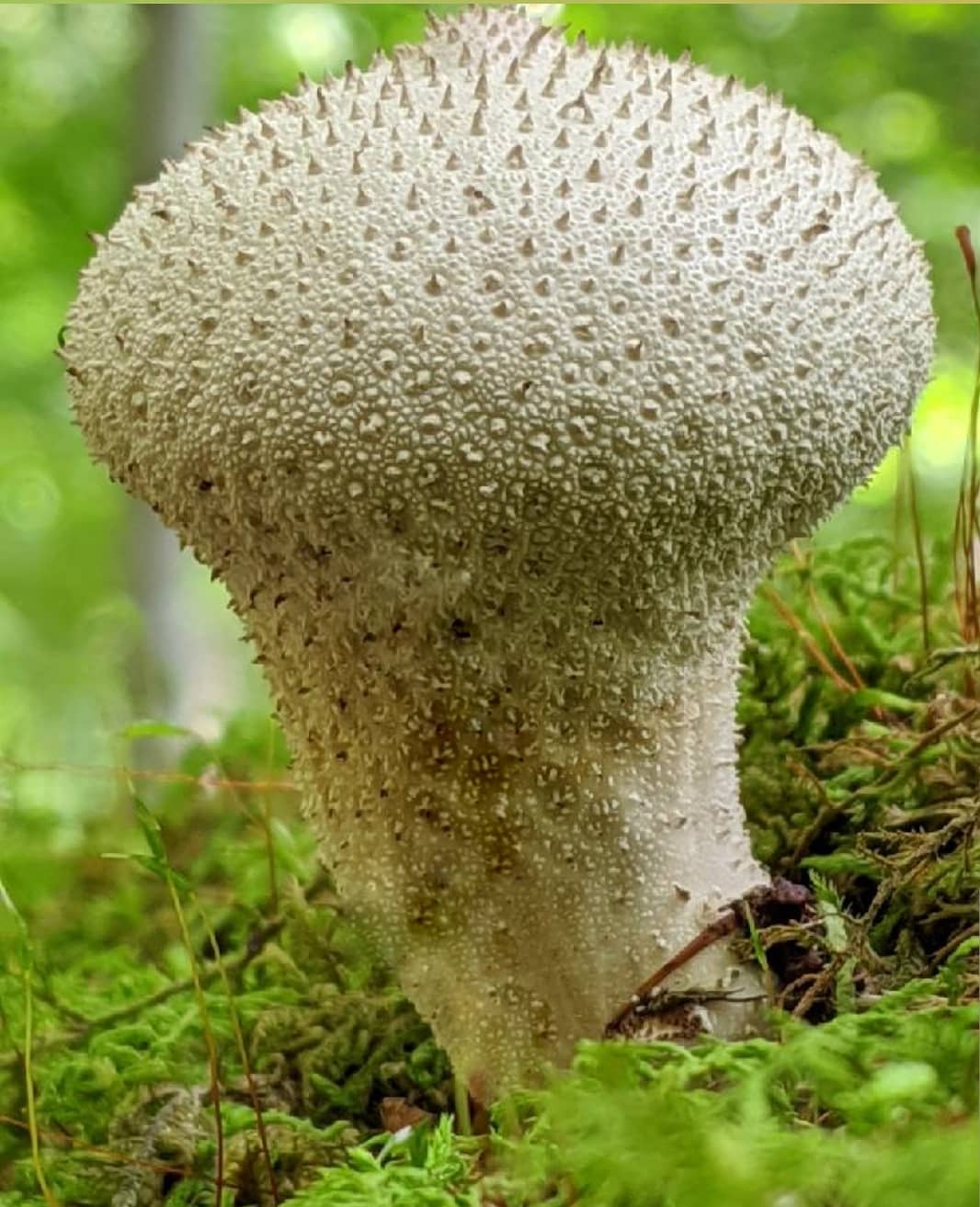 Farmed and Foraged | Watkins Glen NY