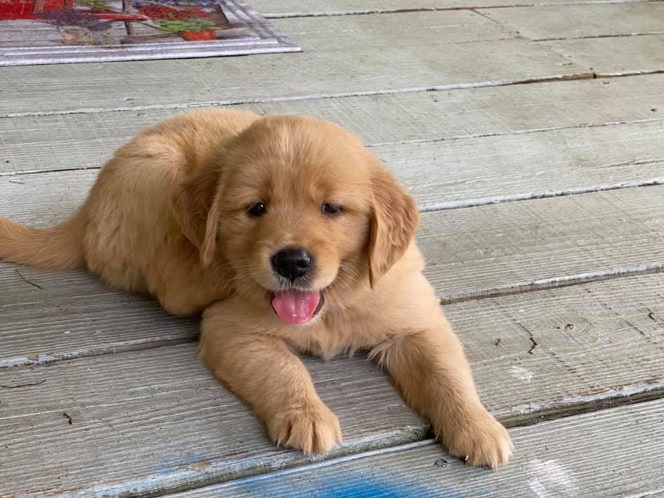 Double GG Ranch Golden Retrievers | Keystone Heights FL