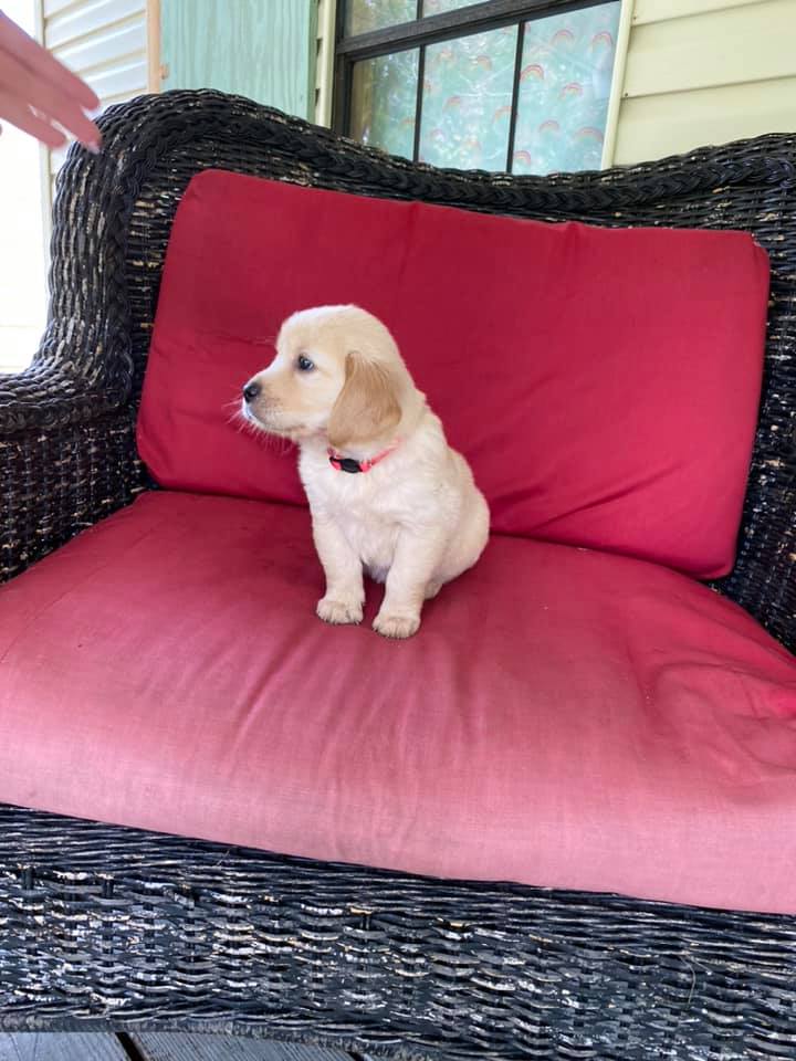Double GG Ranch Golden Retrievers | Keystone Heights FL