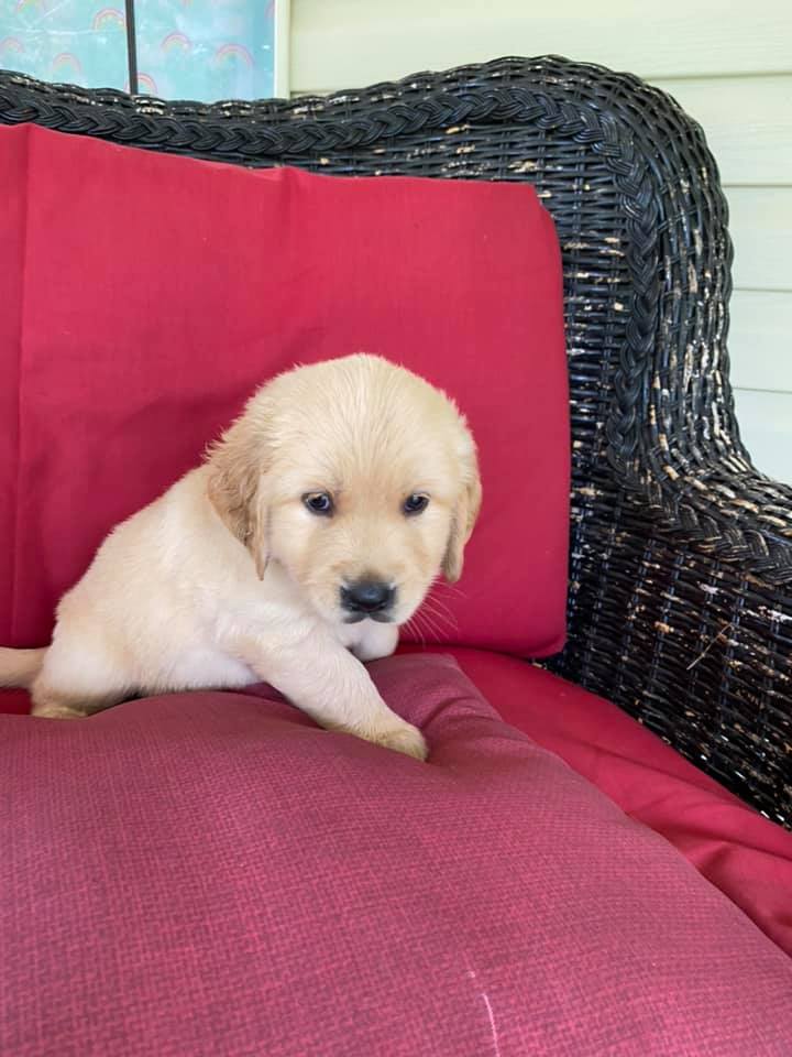 Double GG Ranch Golden Retrievers | Keystone Heights FL