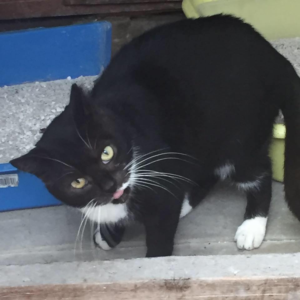 Kirkby cats home