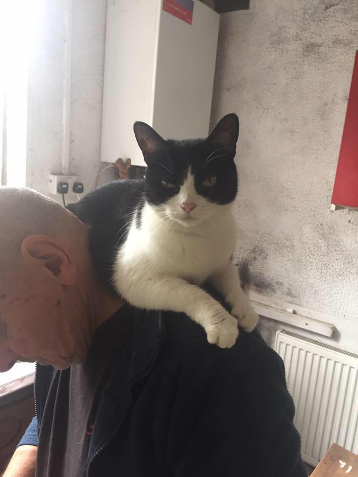 Kirkby cats home