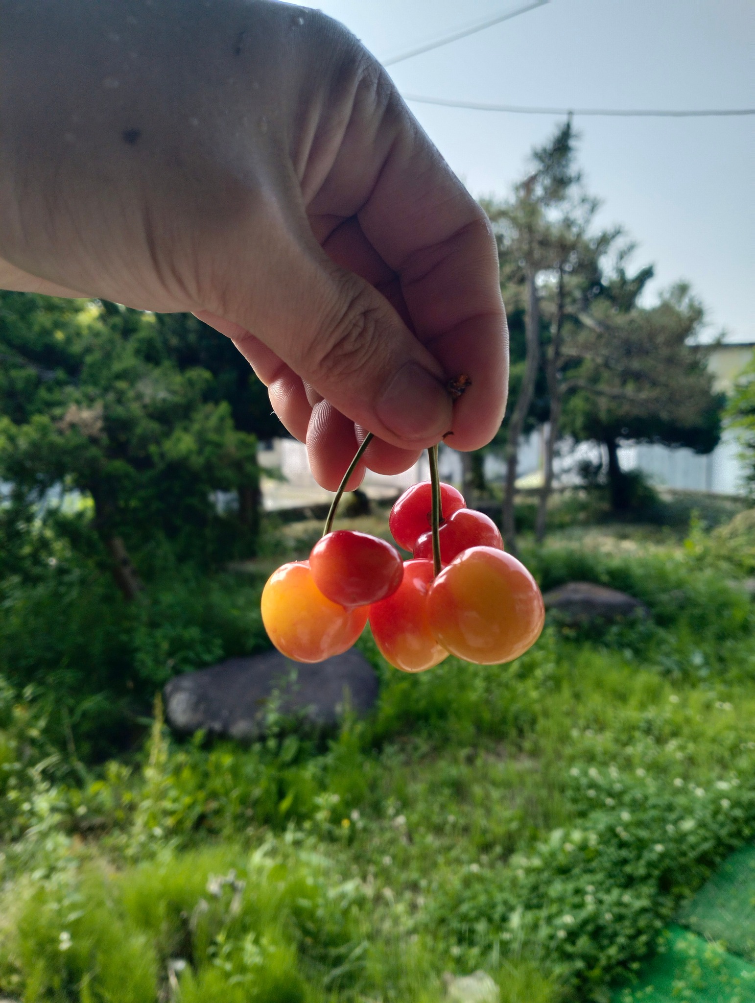 What are the fruits of cherry blossoms called?