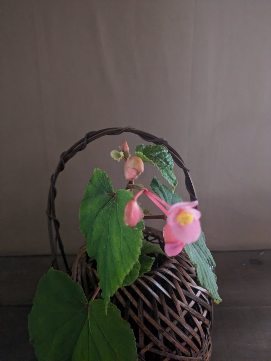 夏椿を唐銅桔梗口花入に入れてみました。