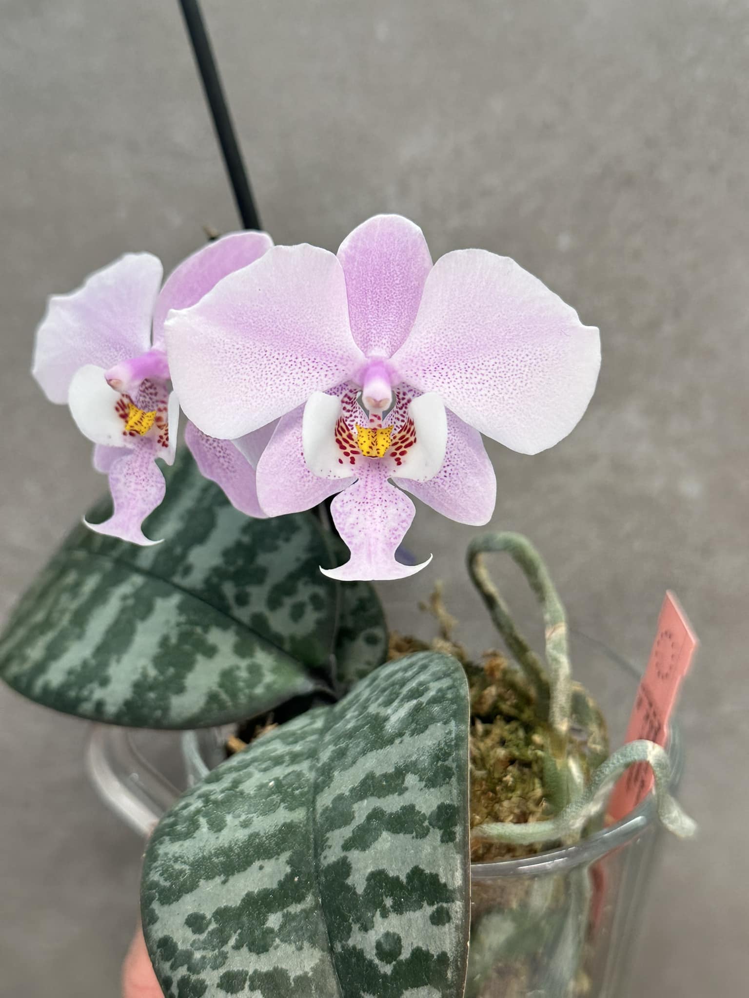 Phal. schilleriana #靜靜養蘭 Hong Kong 21/03/2022