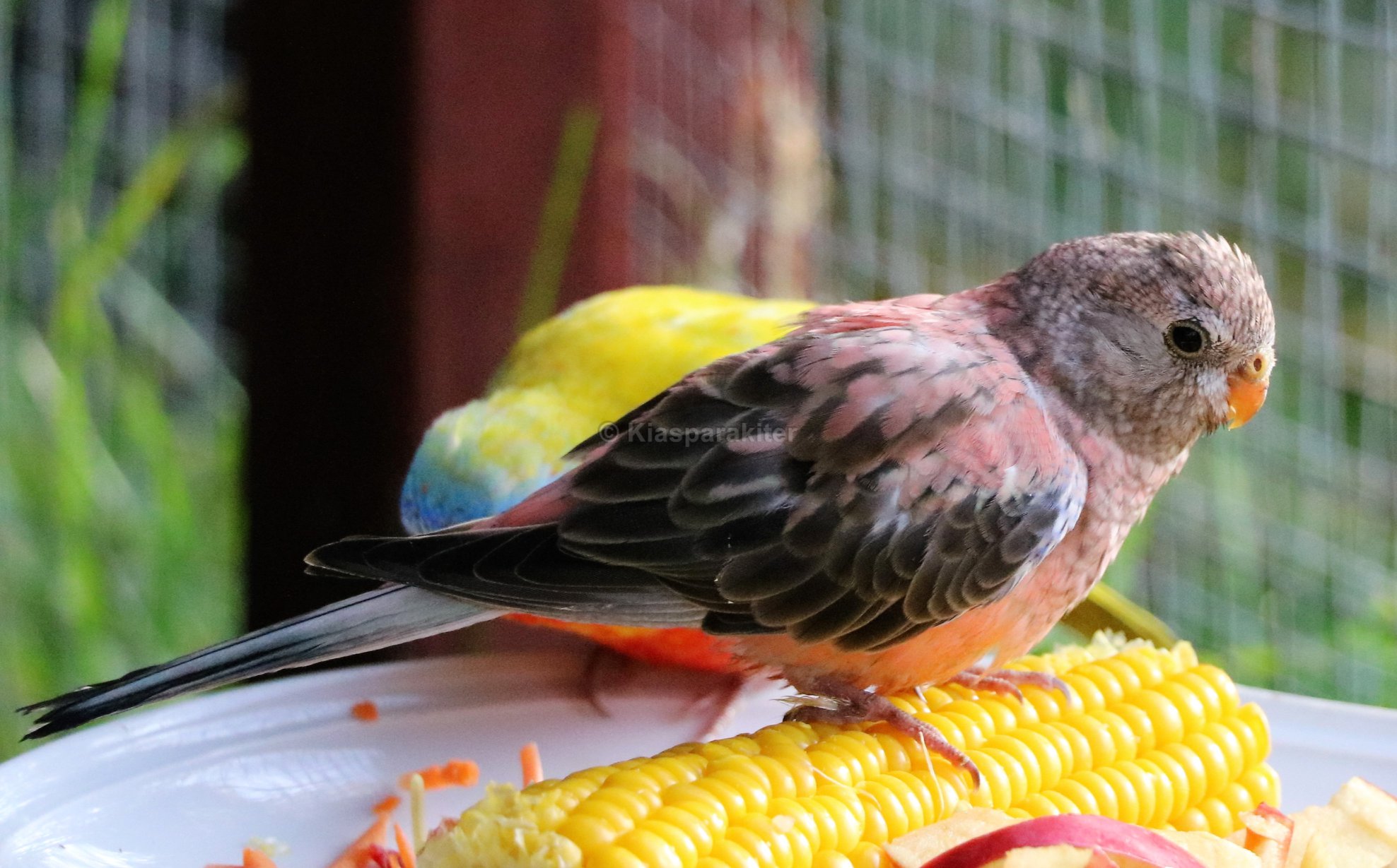 Beautiful & Cute 💗💛🤍🖤... - K&S Parrots, Parakeets Farm