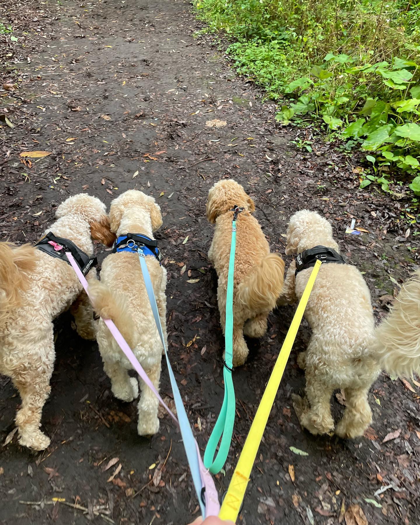 The Fab Four!... - The Cockapoo Crew | Facebook