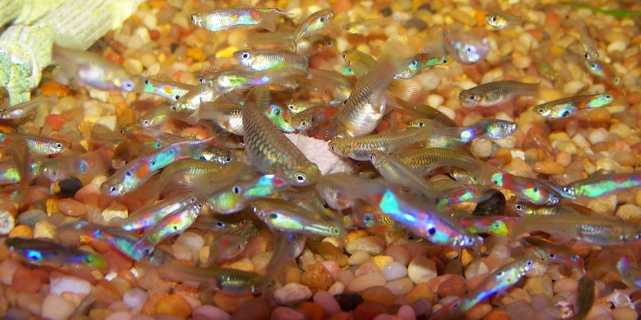 Akvarijumske Ribice
