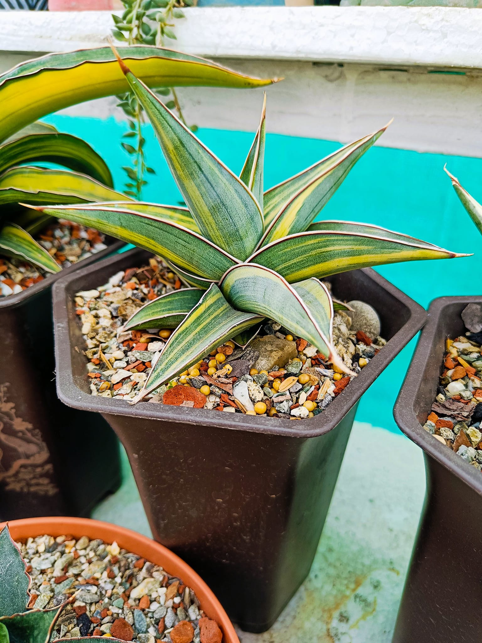 Sansevieria Johannesburg variegated, I really like bold color 😍