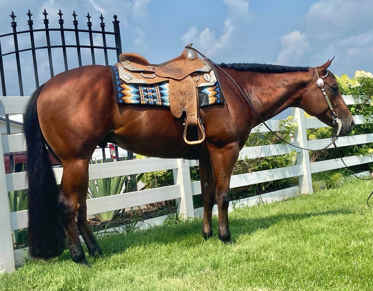 Only Gettum Lazy 2015 Bay... - Mark Harrell Equine Marketing | Facebook