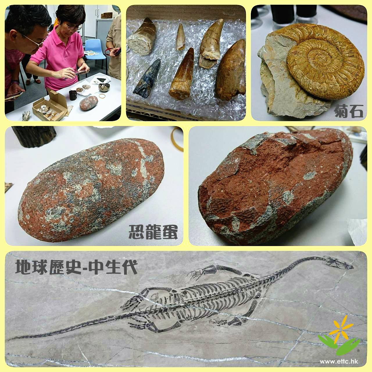 【真。🦖恐龍蛋🥚 】 《地球歷史基礎知識系列 🌎 》單元二 - #中生代... - 旅行家生態旅遊培訓中心 ETTC