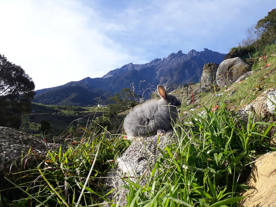 View D'mesilau Rabbit Garden... - D'mesilau Rabbit Garden | Facebook