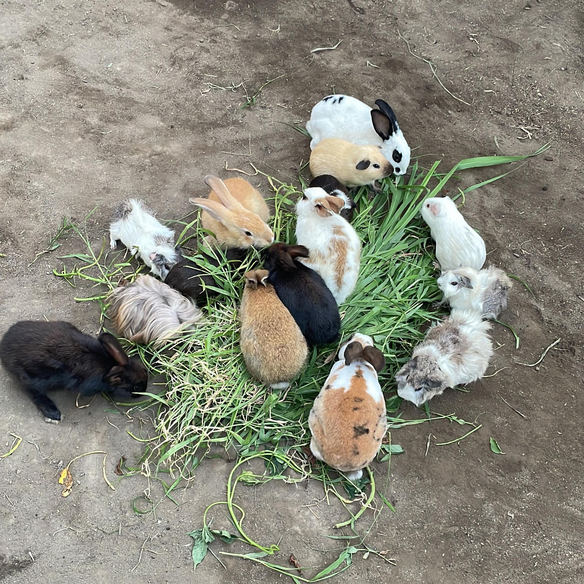 cute 🔥#rabbit #Narendra #peternak #usa | Narendraa Frm