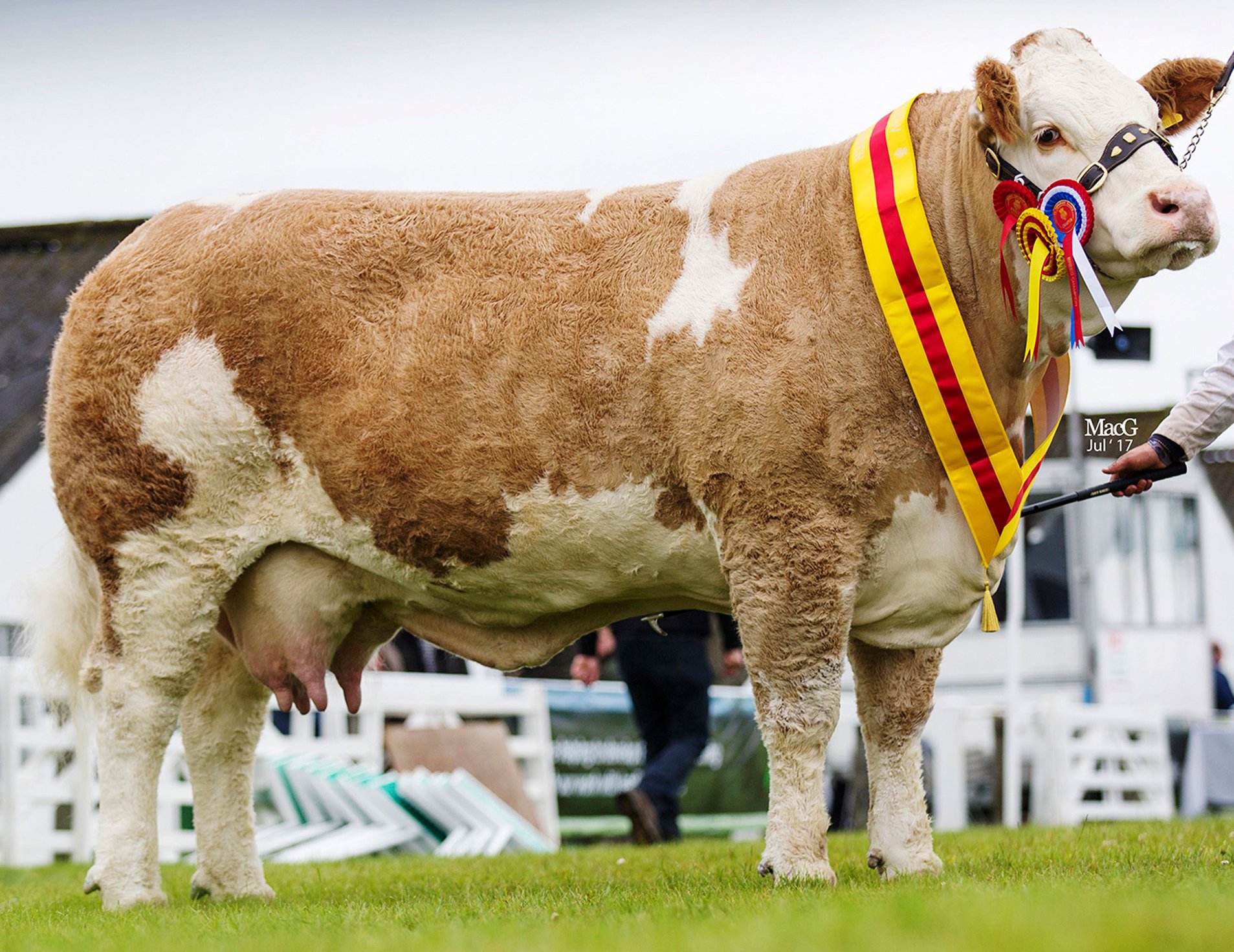 FLASHBACK: POPES... - British Simmental Cattle Society | Facebook