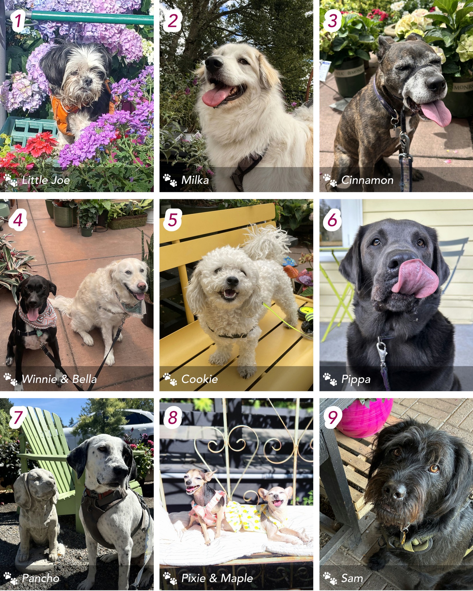 Vote for Cornell Farm's Dog Days of Summer Photo Contest Winners