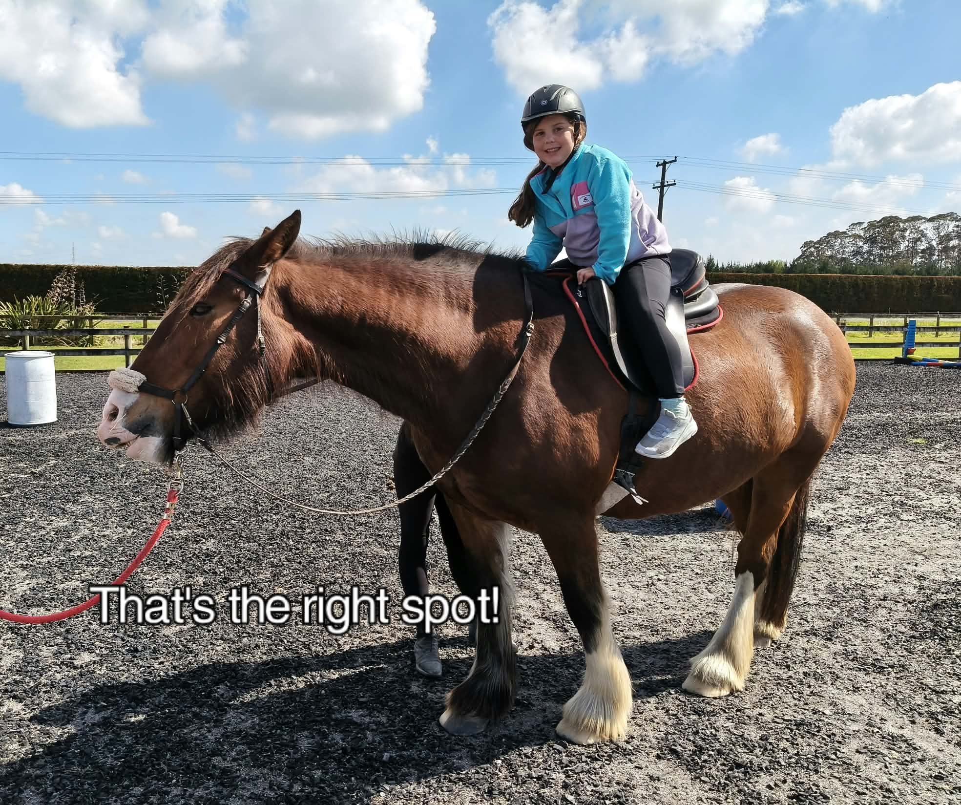 Waikato Equitherapy | Hamilton