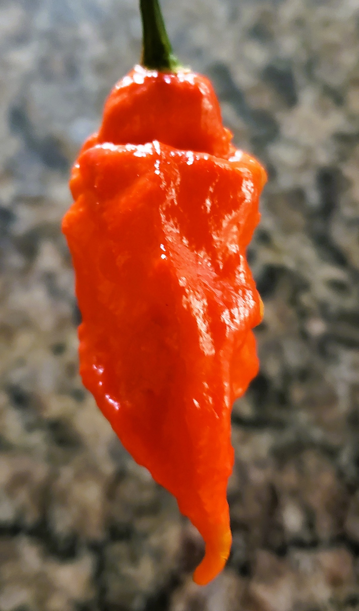 Crushed Ghost (Bhut Jolokia) Peppers Harvested on our Farm, Certified