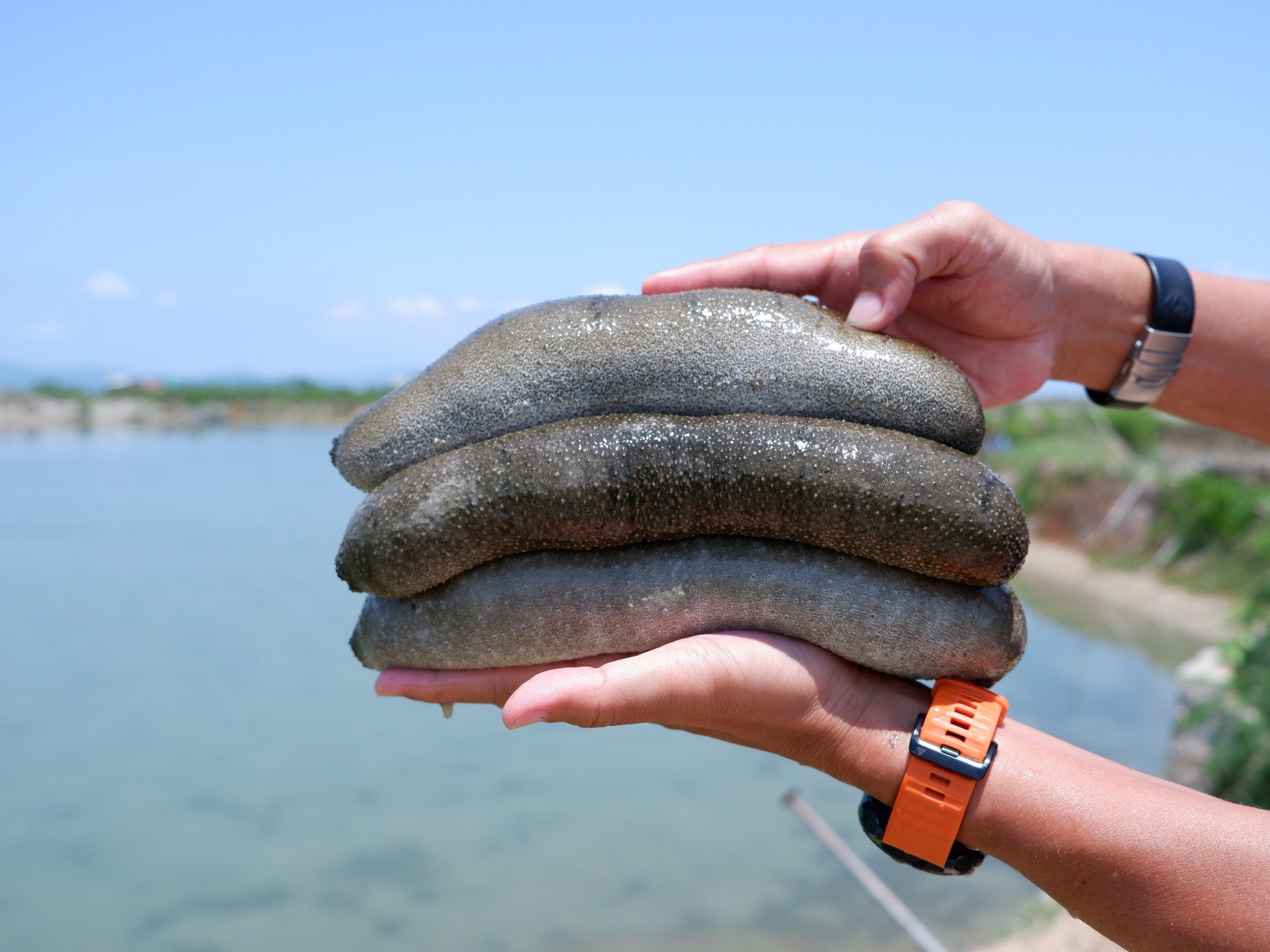 Bestbuy Sea Cucumber - Gamat/海参 | Can Giuoc