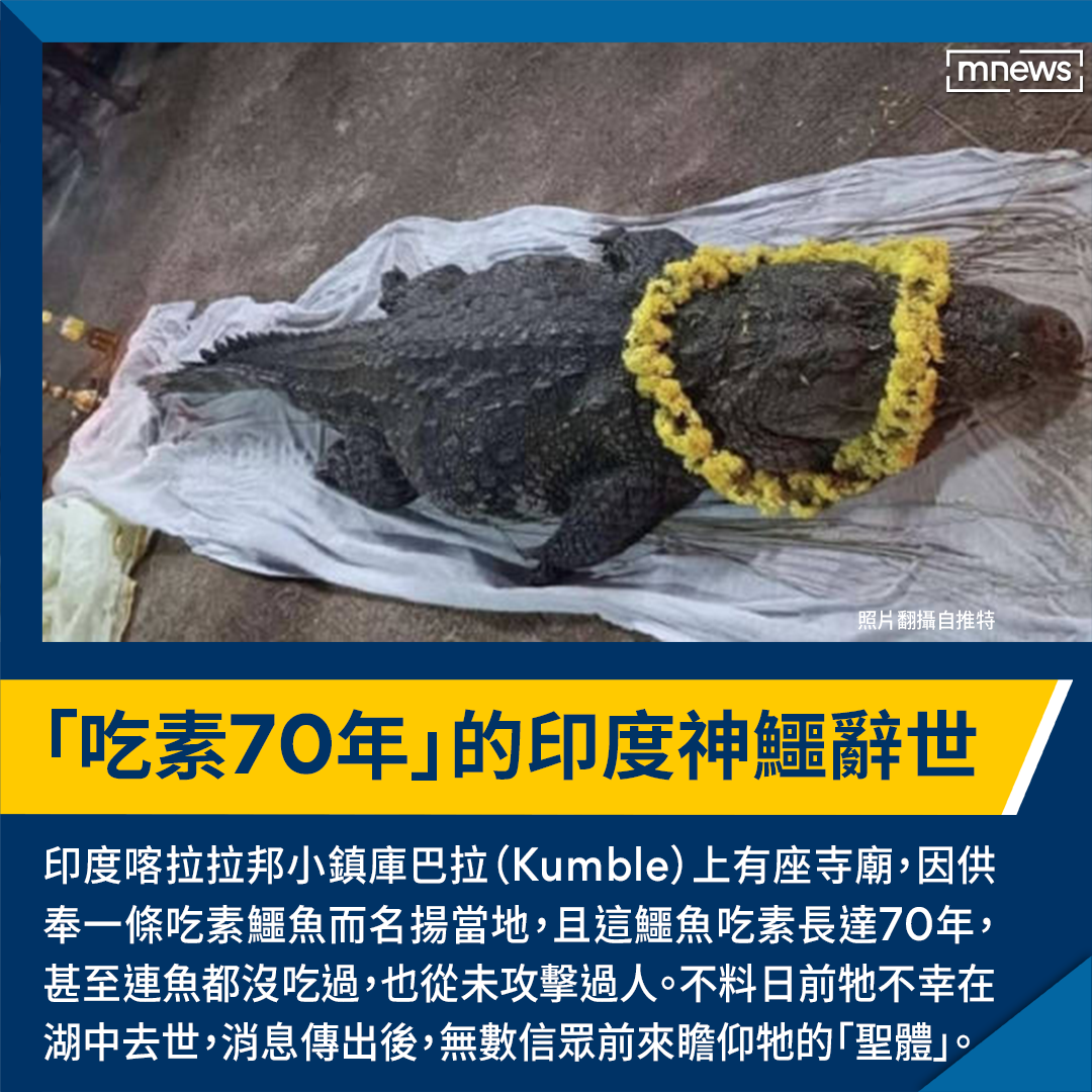 鏡新聞 - 據外媒報導，這隻吃素的 #鱷魚 名為... | Facebook