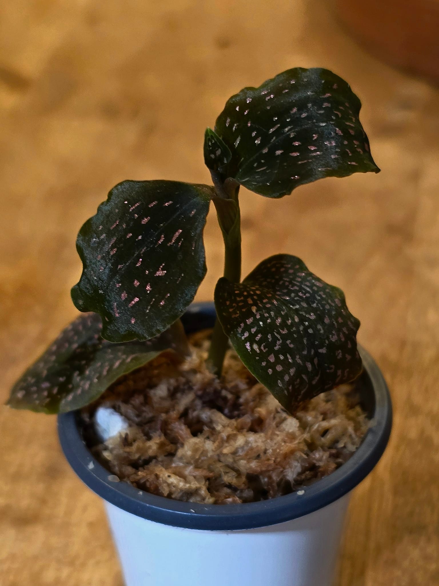 Microchilus tridax. one of my favorite jewel orchid showing a very
