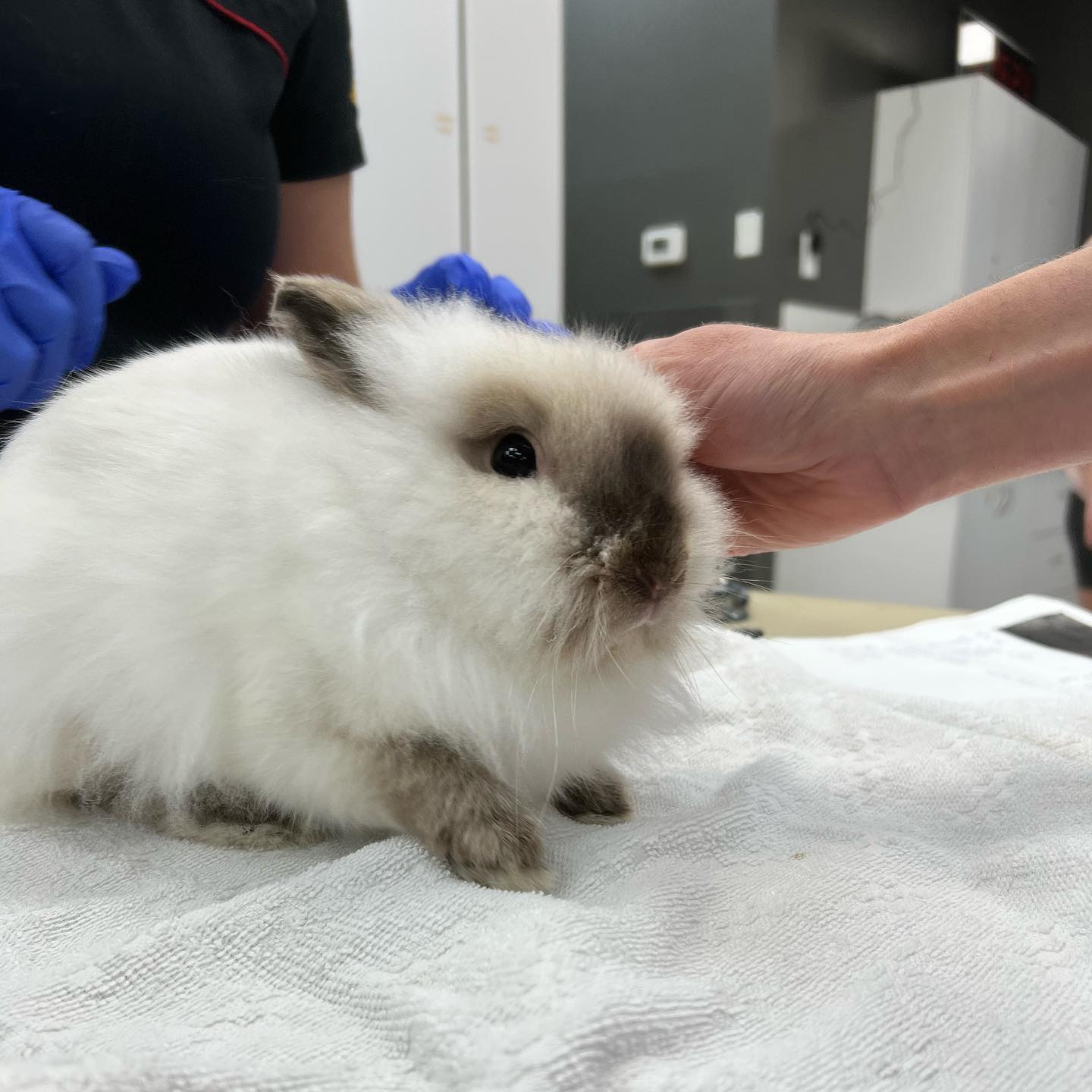 11 more foster buns got... - Pumpkin's Acres Rabbit Rescue | Facebook