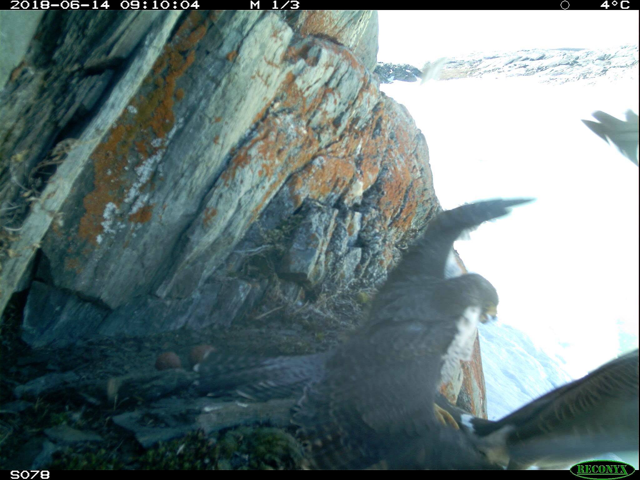Arctic Raptors