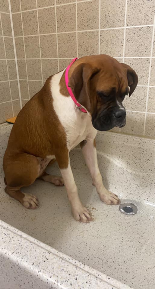 The sad face of Zoey after getting... - Autumn Ridge Boxers