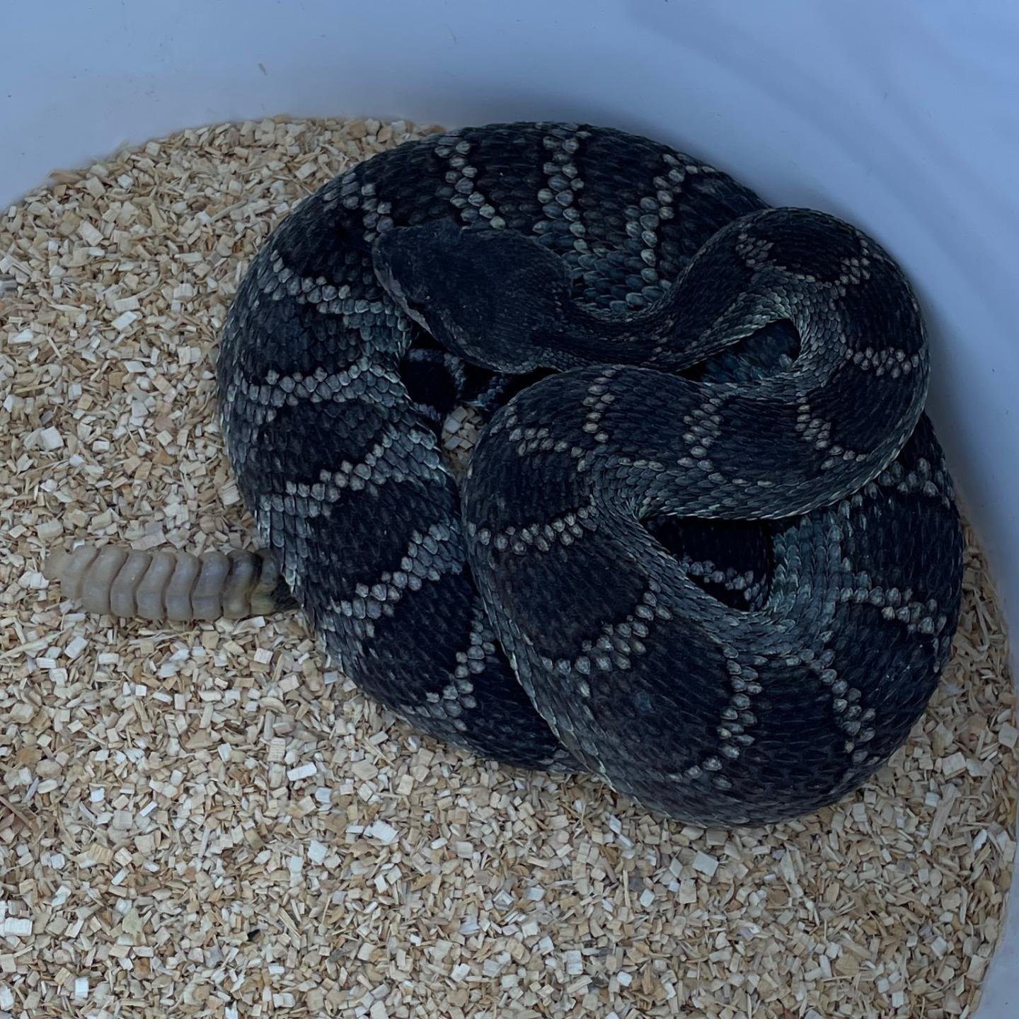 Can we relocate entire rattlesnake populations with replacement dens?