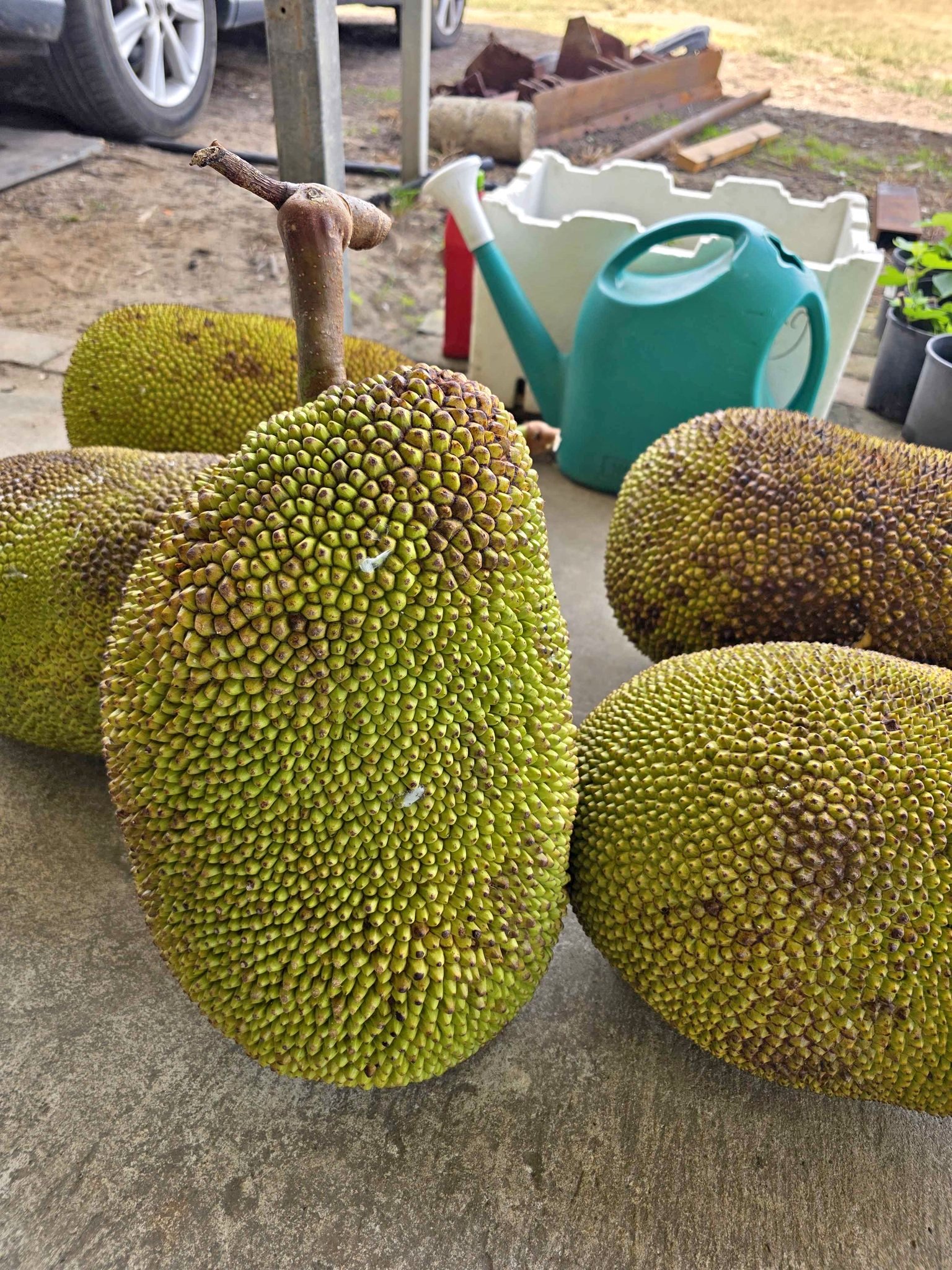 Farm Jackfruit $12/kg - Food - Caboolture, Queensland | Facebook ...