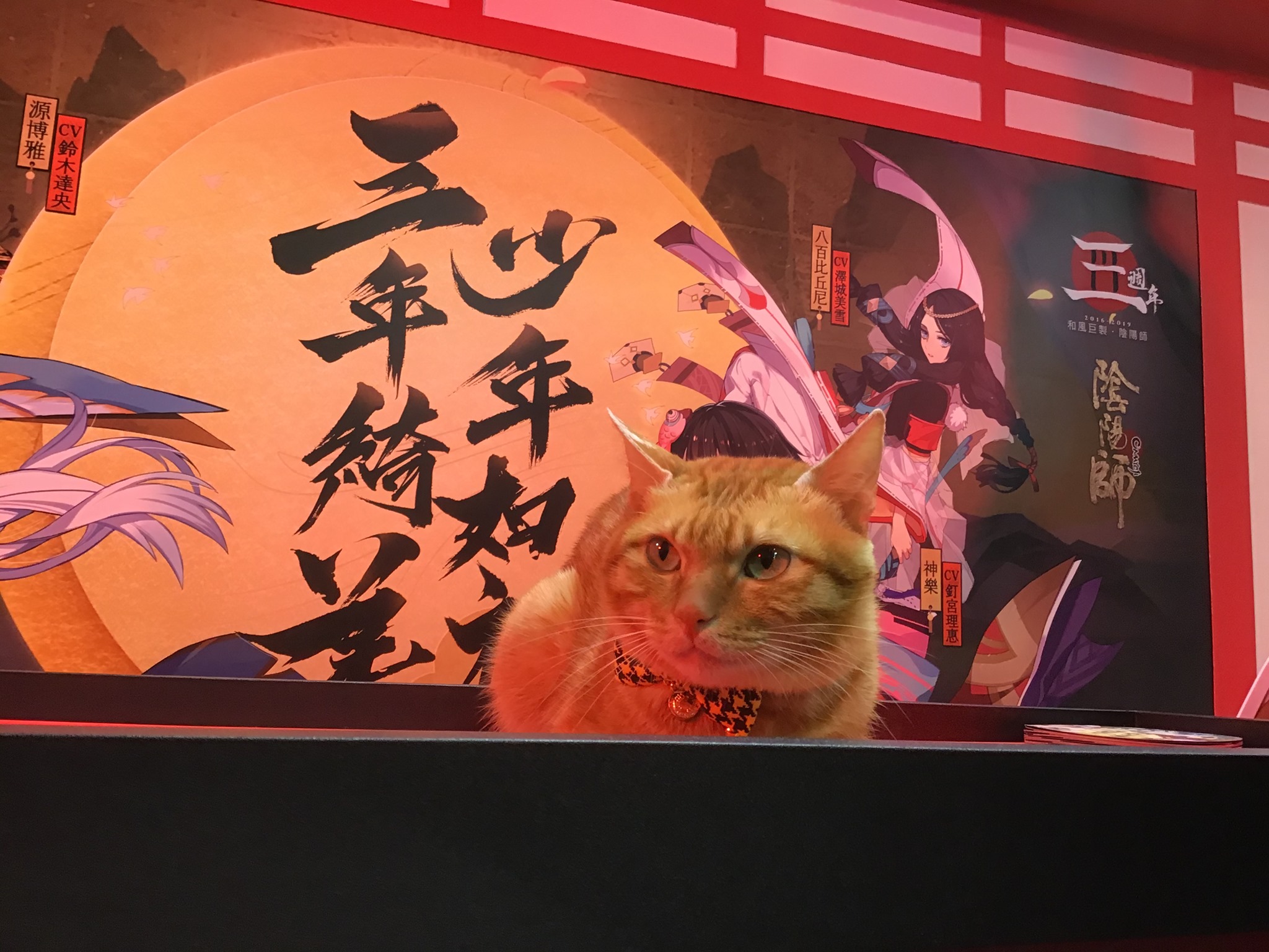 Bayonetta - 三年妮塔。 #街貓 #貓 #cat #陰陽師 #巴哈姆特 #圓山花博 #網美貓...