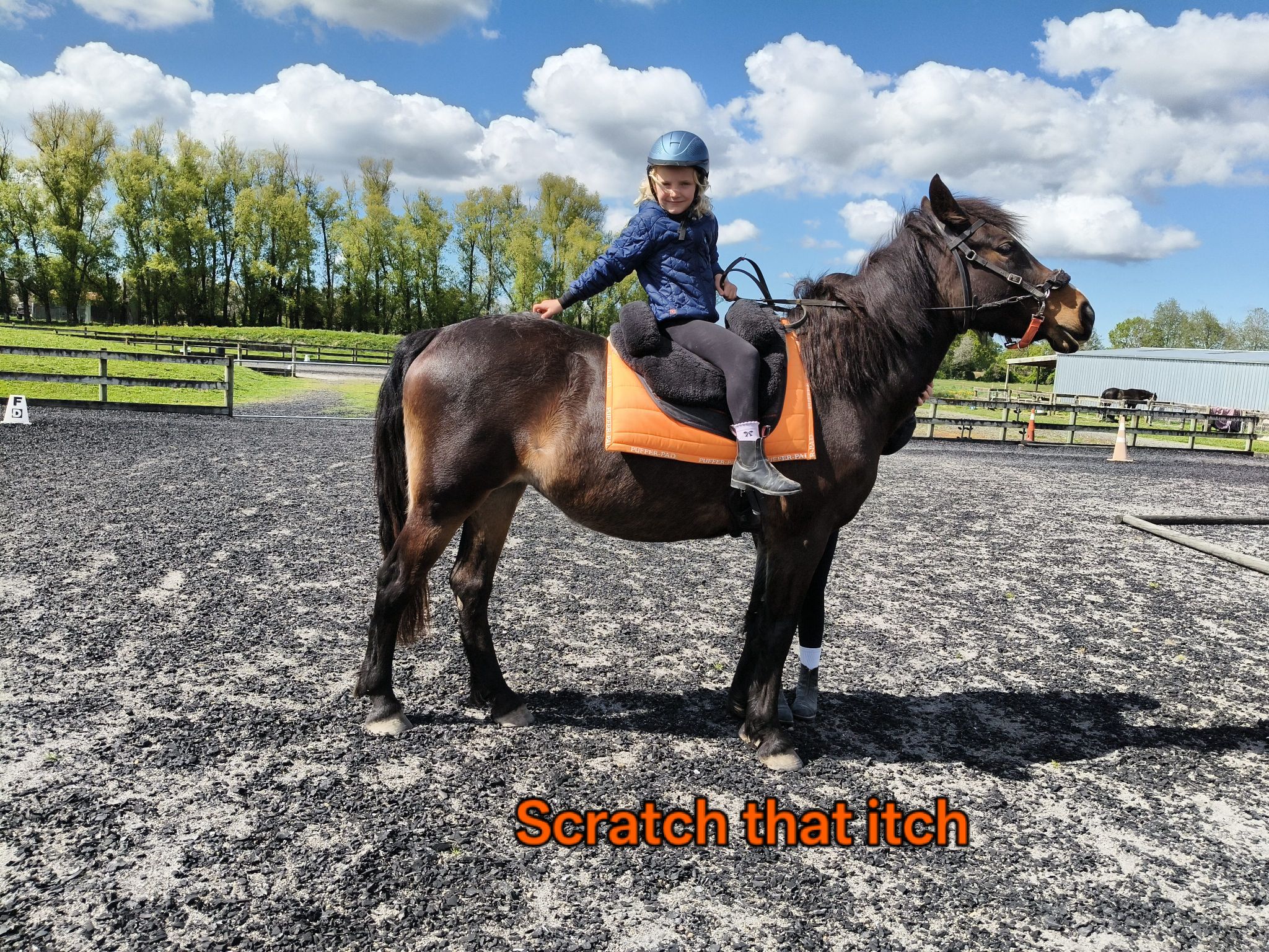 Waikato Equitherapy | Hamilton