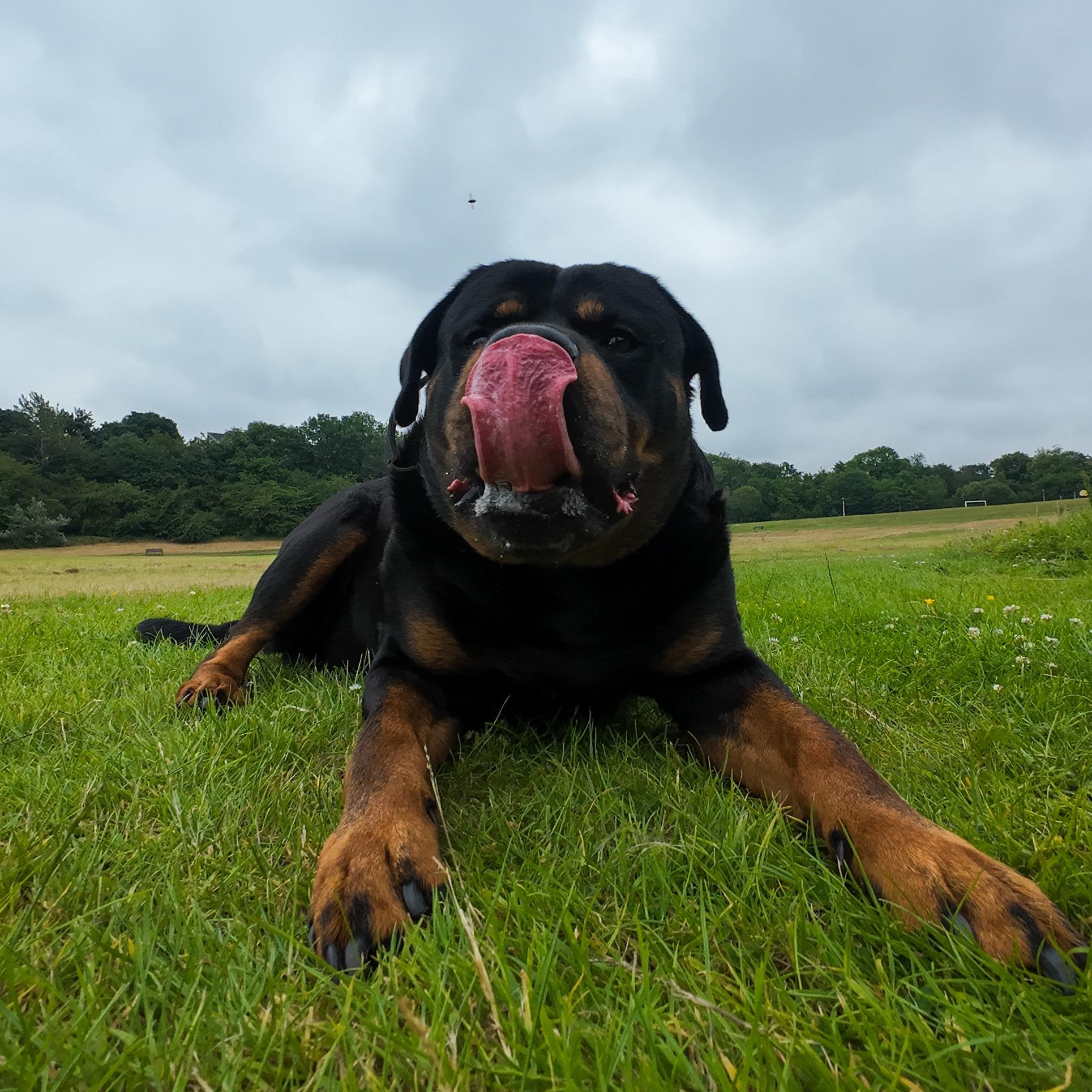 Choices were being made 😂 #justforfun #funnydogs #rottweiler #memes # ...