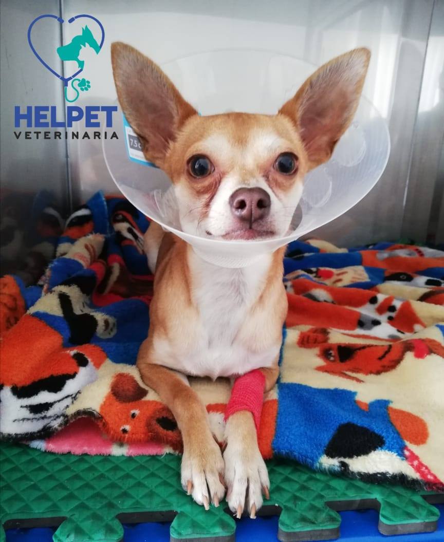 Felicitamos a Chico 🐶 porque ha... - Helpet Veterinaria | Facebook