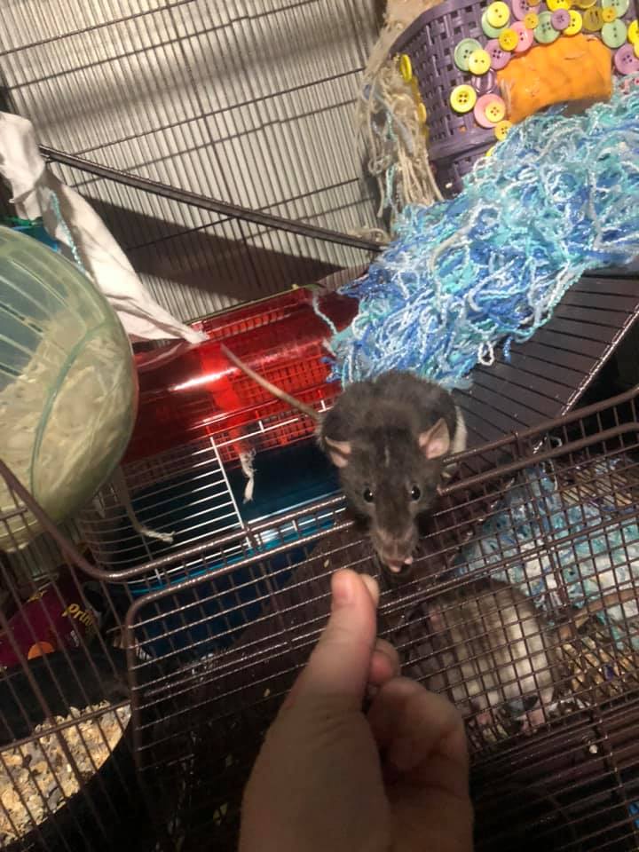Muskegon mischeif rats