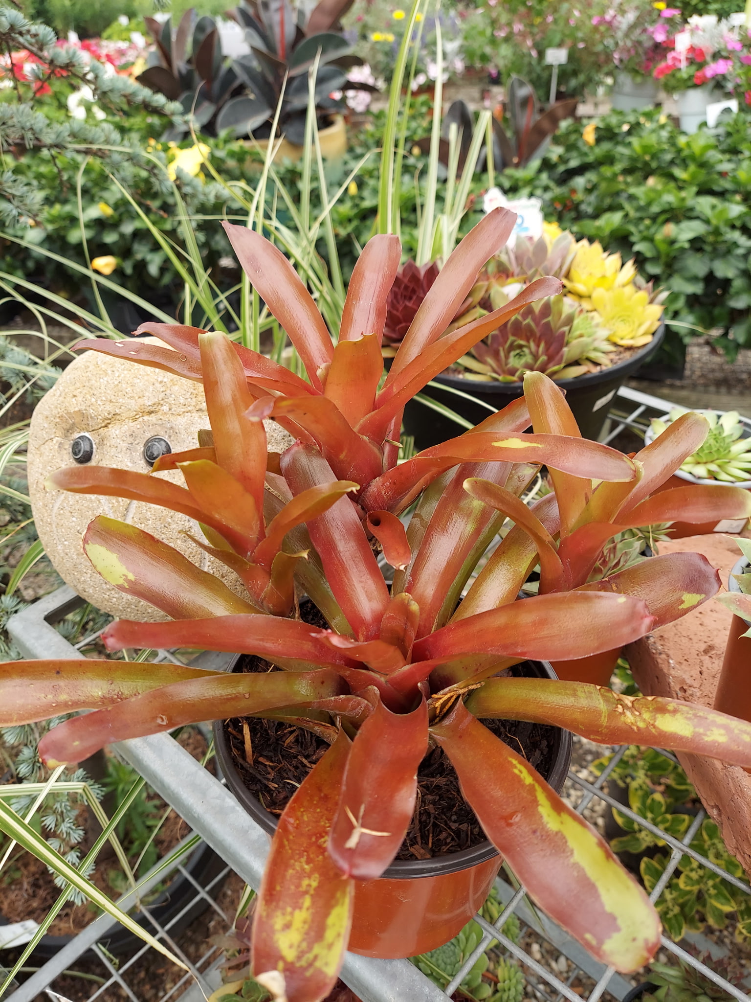 Kunz Greenhouses and Garden Center | Port Jefferson Station NY