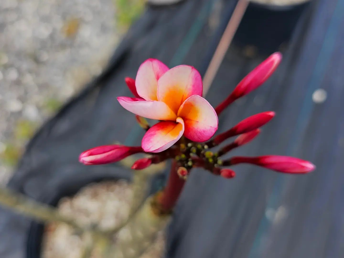 Jamaica Fire plumeria has started blooming ! ? by @georgestraw