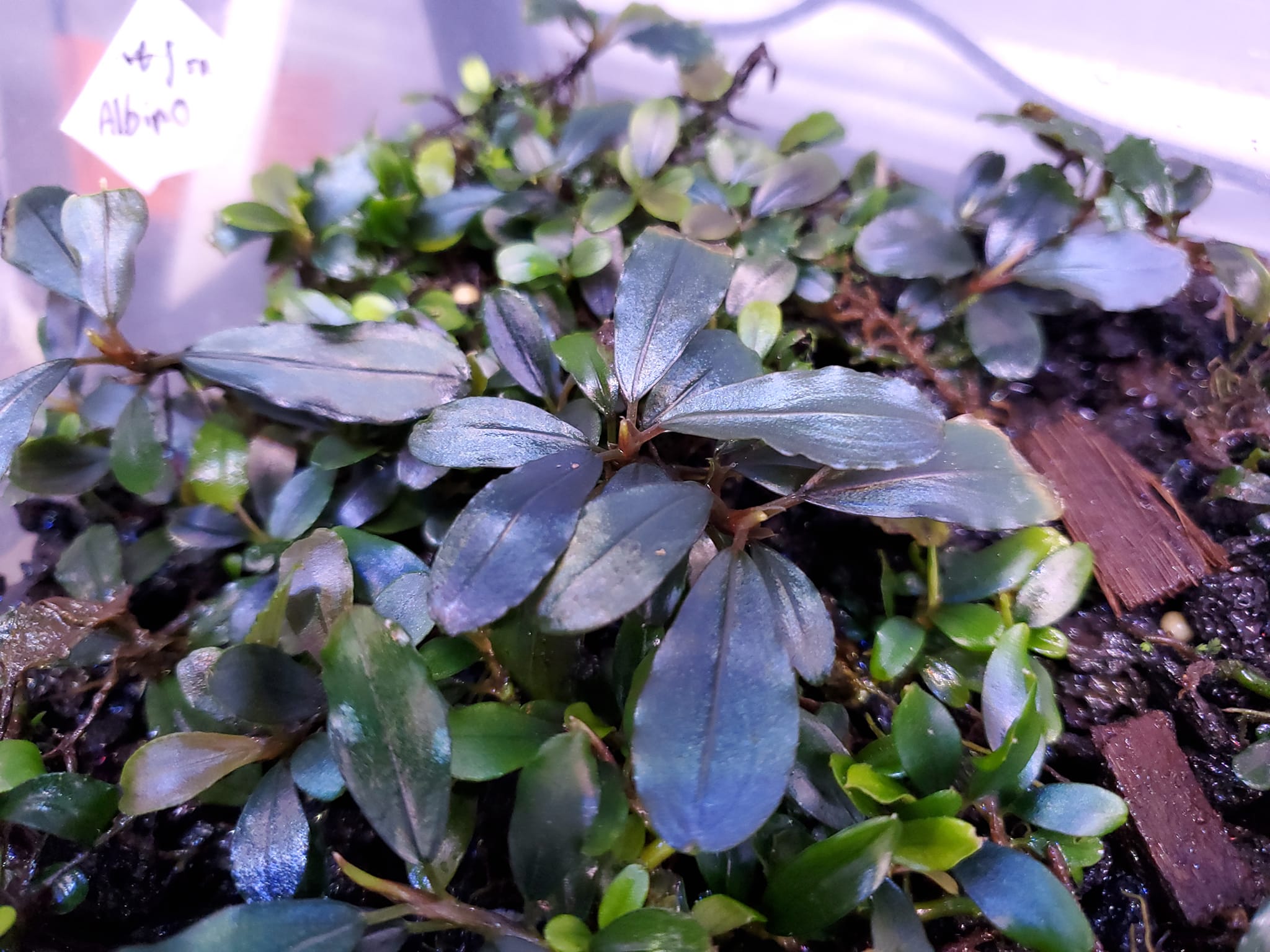 Some new and rare bucephalandra plants. :d just awesome
