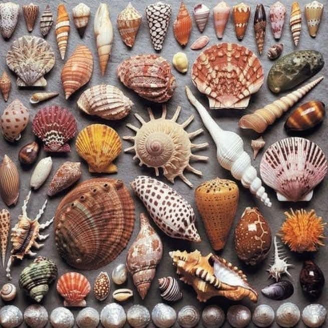 Shell patterns, 1978. 