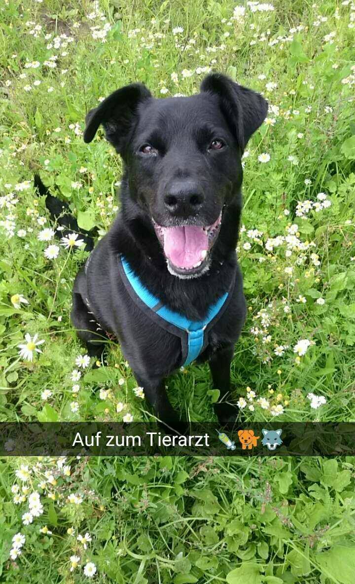 Tierarztpraxis Dr Diekhans Herne Tierarzt Facebook