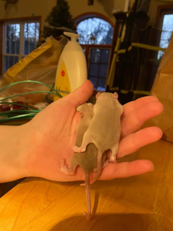 Muskegon mischeif rats