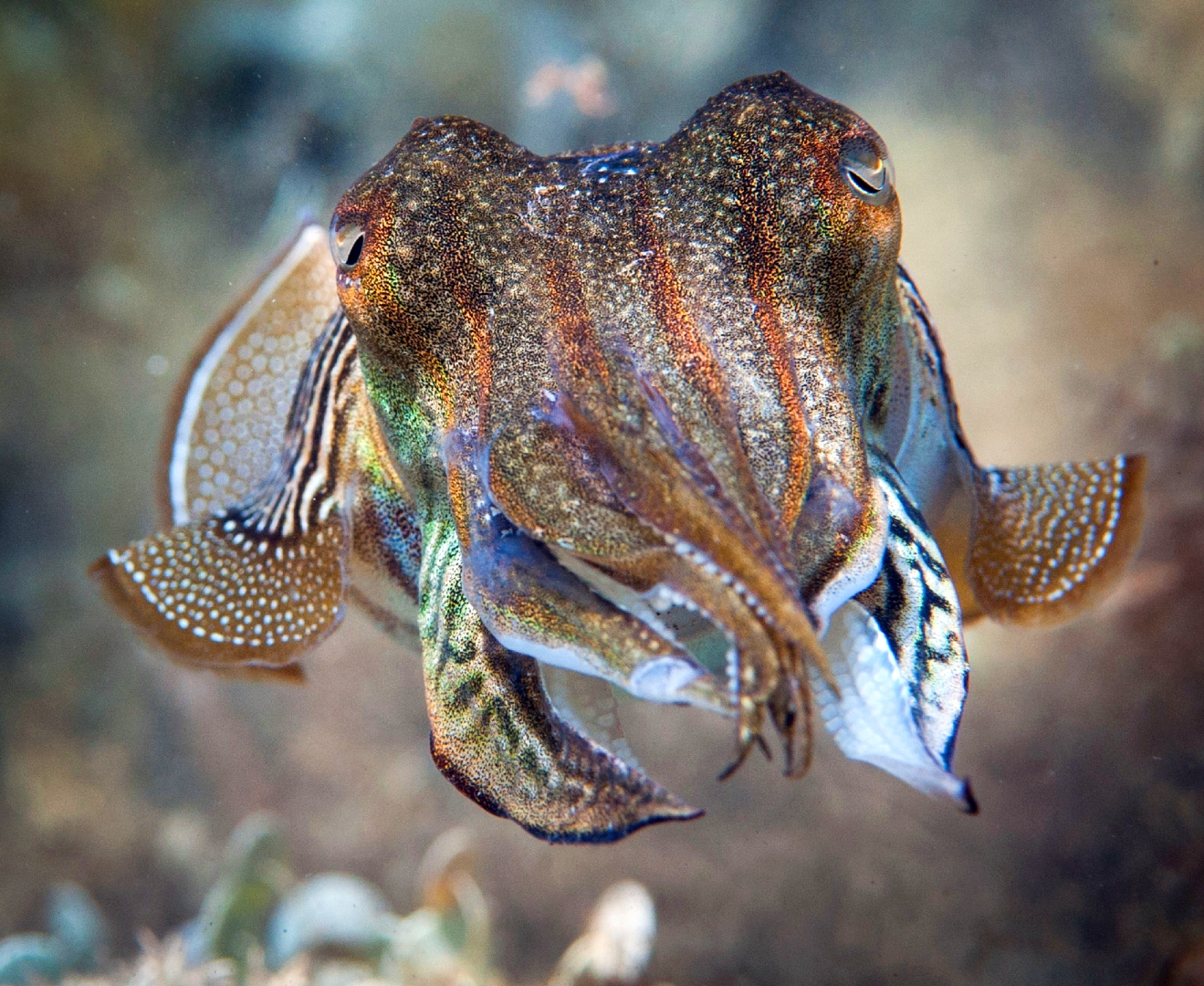 Lighthouses South Africa - Studies indicate that cuttlefish are amongst ...