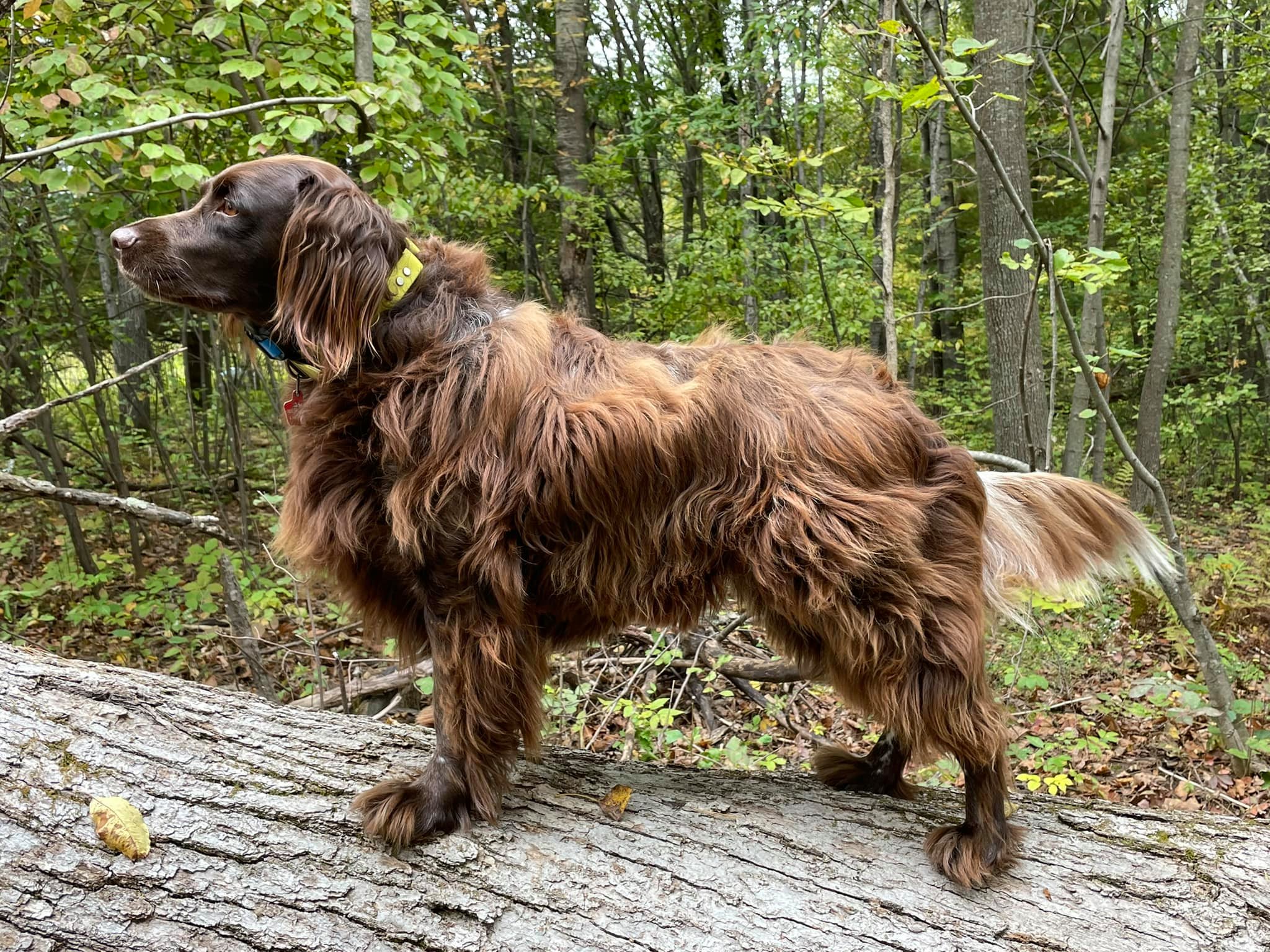 Rustic Bridge Kennel Small Munsterlander's | McFarland WI