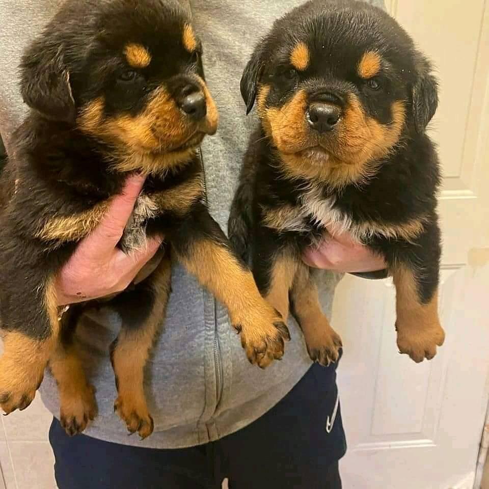 Rottweiler Puppies for adoptiong