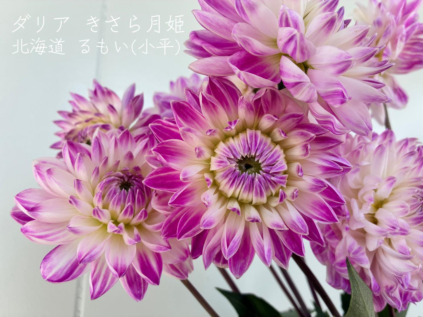 田村農園 様 ダリア カフェオレ 高知県芸西村の田村農園様のダリアは今