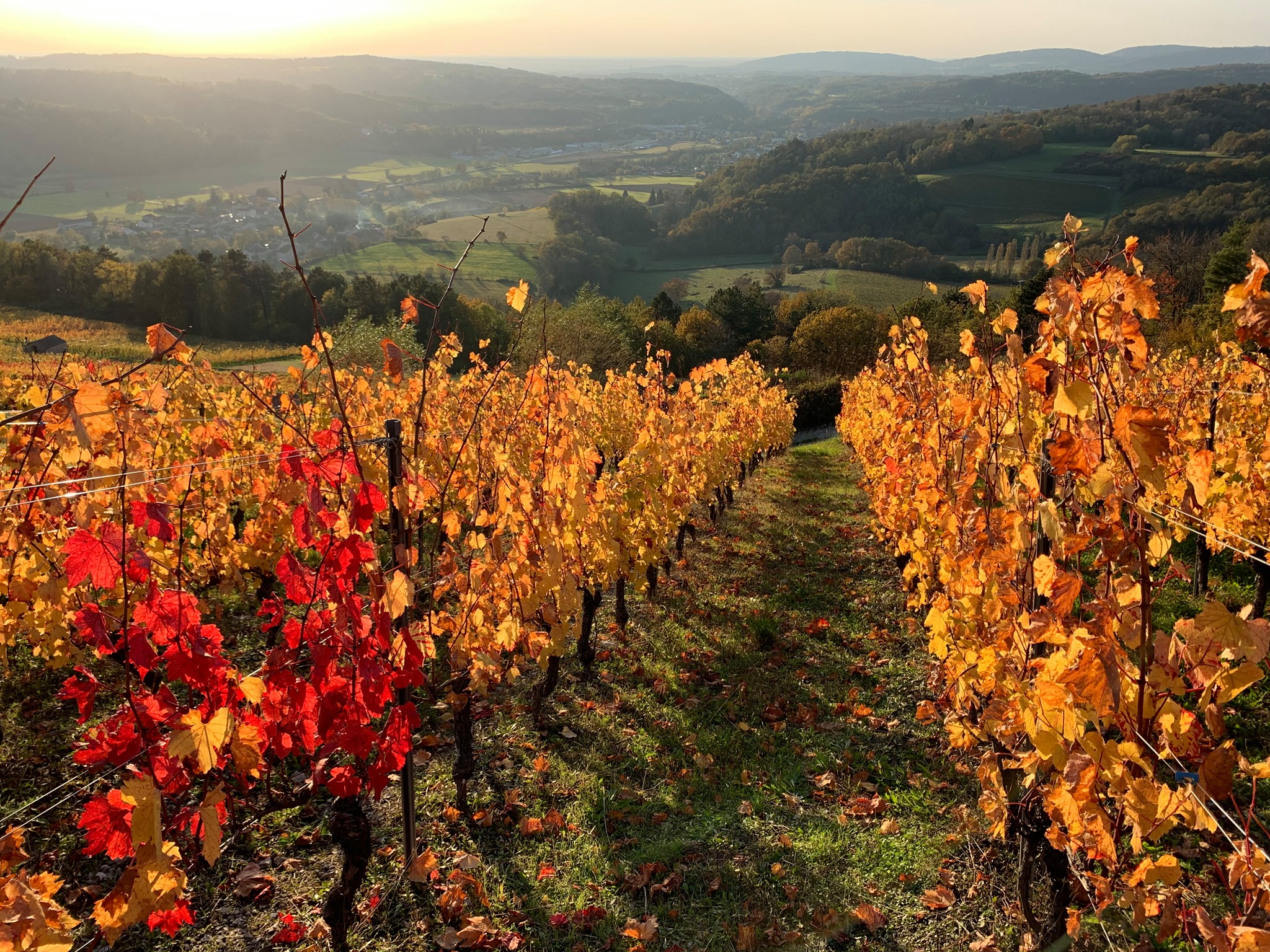 Vignoble Benoît Merle | Saint Alban