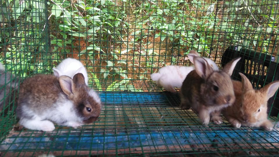 Sedikit arnab arnab umur 1bulan... - Rabbit Farm Baling